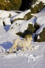 Dall carnero de oveja en nieve profunda - foto de stock