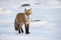 Червона лисиця стоїть уздовж берегів — стокове фото