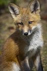 Un kit Red Fox regarde la caméra — Photo de stock