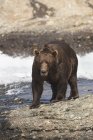 Brown bear walking by water's edge — Stock Photo