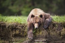 Urso pardo descansando — Fotografia de Stock
