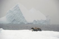 Крабовый тюлень на снегу — стоковое фото