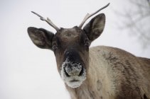 Conservation de la faune du caribou des bois yukon — Photo de stock