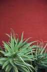 Cactus against red wall — Stock Photo