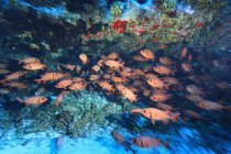 Pesce soldato sopra la barriera corallina sott'acqua — Foto stock