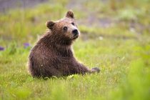 Brown bear cub at lake clarke — Stock Photo