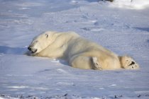 Белый медведь лежит на снегу — стоковое фото