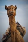 Camel loaded with supplies — Stock Photo
