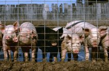 Vagabundos com etiquetas nas orelhas em instalações de confinamento de porcos. Iowa, EUA . — Fotografia de Stock