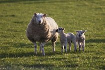 Schafe und zwei Lämmer stehen auf dem Feld — Stockfoto