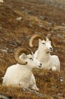 Rams de ovejas de Dall descansando en el prado - foto de stock