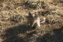 Esquilo terra coleta grama seca para ninho — Fotografia de Stock