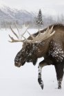 Bull moose with huge antlers walking in snow, closeup — Stock Photo
