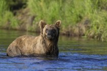 Бурый медведь наблюдает за ужином лосося — стоковое фото