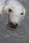 Robbe schwimmt im Wasser — Stockfoto