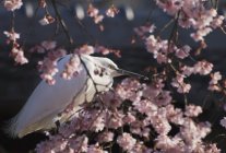 Японская белая цапля — стоковое фото