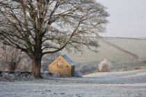 Сарай і дерева, покриті морозу — стокове фото