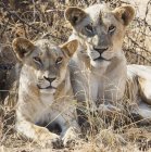 Dos leones hembra - foto de stock