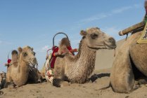 Camelos deitados na areia — Fotografia de Stock