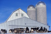Les vaches laitières Holstein attendent — Photo de stock