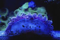 Голубые кораллы под водой на черном фоне — стоковое фото