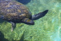 Tartaruga marinha natação — Fotografia de Stock
