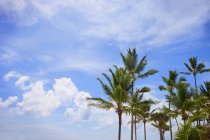 Palm Trees Against Sky — Stock Photo