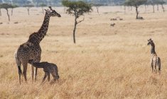 Girafe avec elle est jeune, kenya — Photo de stock