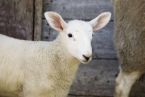 Baby lamb agains wooden barn — Stock Photo