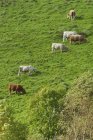 Выпас скота в поле — стоковое фото