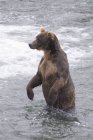 Urso castanho no rio — Fotografia de Stock