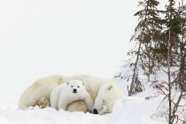 Filhote de urso polar — Fotografia de Stock