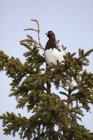 Willow ptarmigan sitting on fir tree branch against blue sky — Stock Photo