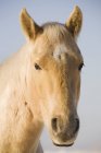 Cabeça de cavalo colorida creme — Fotografia de Stock