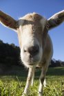 Gros plan du nez de chèvre — Photo de stock