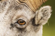 Olho de ovelha — Fotografia de Stock