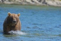 Urso marrom andando na água — Fotografia de Stock