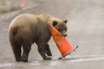 Urso Grizzly segurando em um cone de construção de estrada laranja — Fotografia de Stock