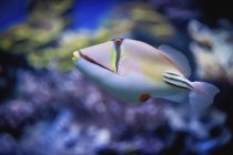 Picasso triggerfish swimming — Stock Photo