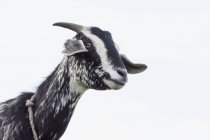 Cabra com aspecto engraçado — Fotografia de Stock