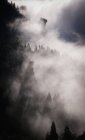 Arbres à flanc de colline couverts de nuages — Photo de stock