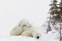 Polar bear  cub — Stock Photo