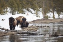 Buffalo caminando a lo largo del río - foto de stock