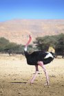 Ostrich walking in arid field — Stock Photo