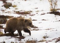 Brown oso cachorro juega en la nieve - foto de stock