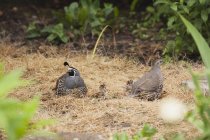 Male and female quail — Stock Photo