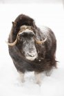 Vaca Muskoxen se para en la nieve - foto de stock