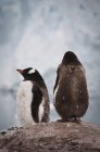 Пингвины Gentoo стоят — стоковое фото