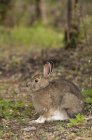 Snowshore Hare descansando — Fotografia de Stock