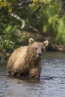 Urso marrom de pé molhado — Fotografia de Stock